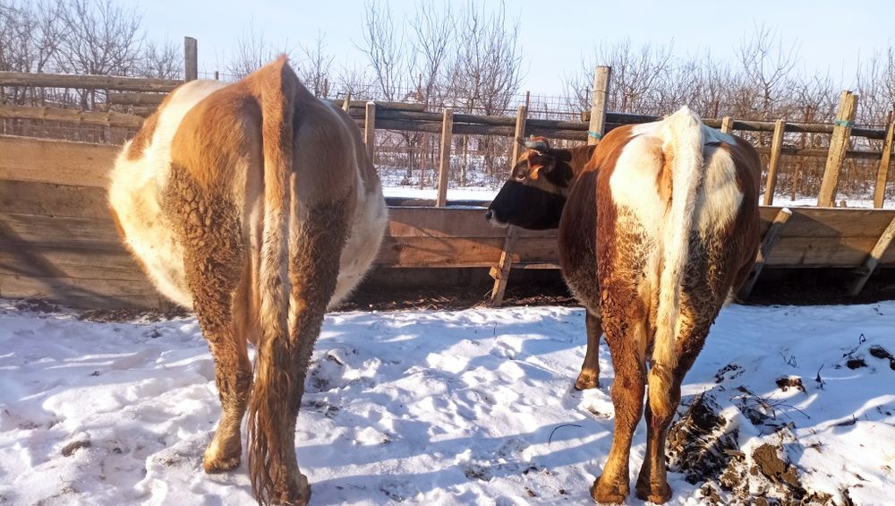 Vând vacă la alegere s-au ambele