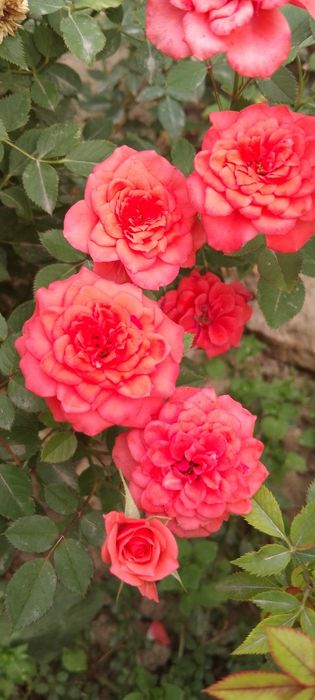 Xar hil turdagi Atirgullar Pulyush gullari