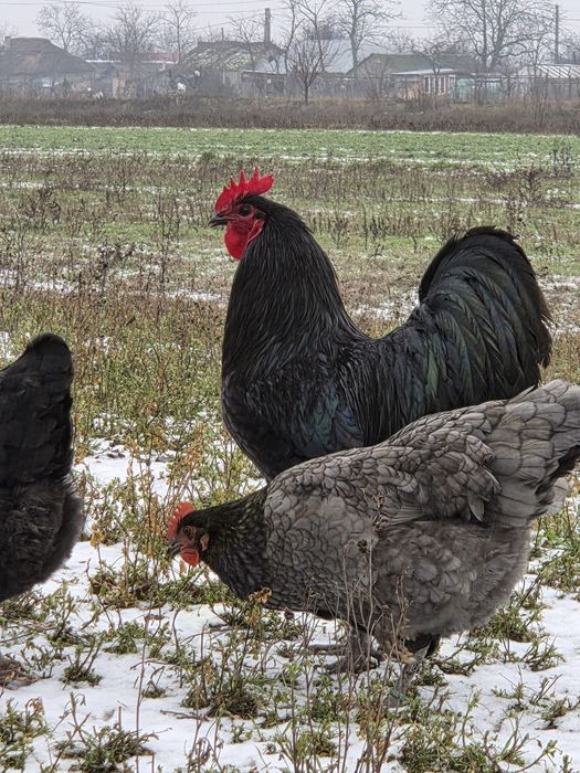 Vând  găini australorp.