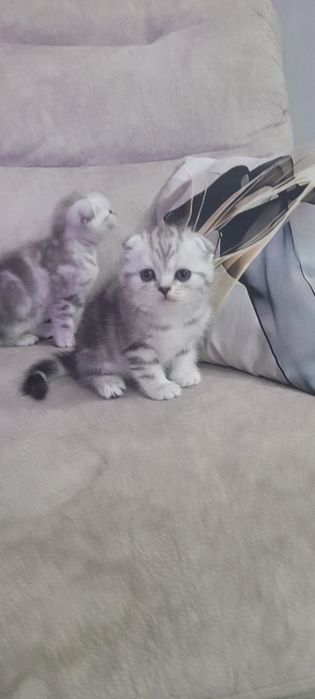 Шотландские котята