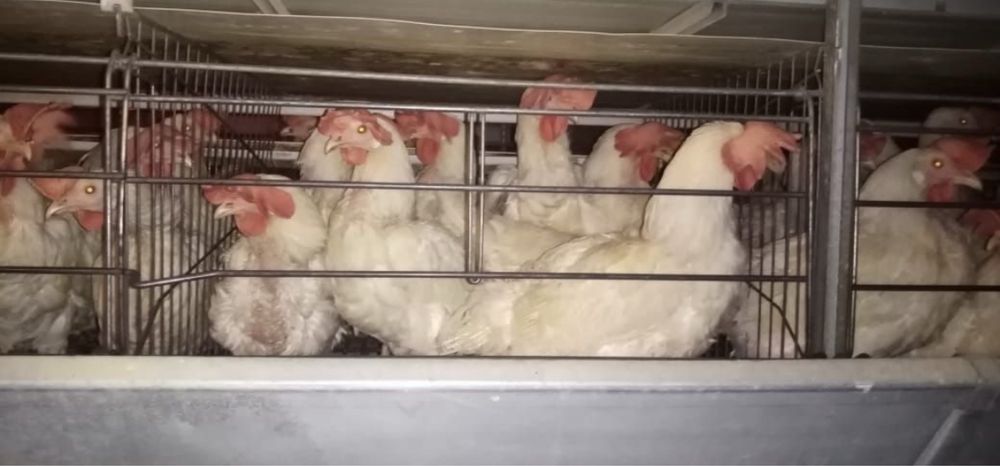 Куры несушки годовалые оптом и в розницу