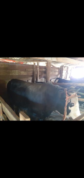 Продам коров, быков, баранов