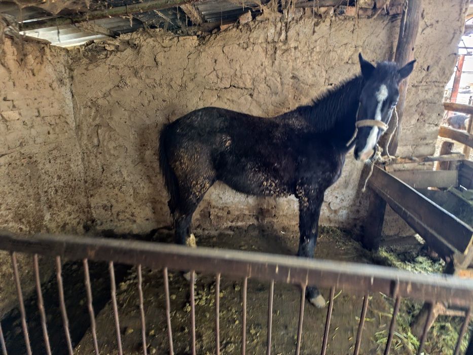 Еркек тай қолға жуас