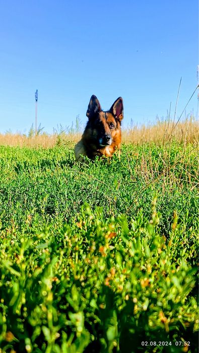 Отам собаку в добрые руки