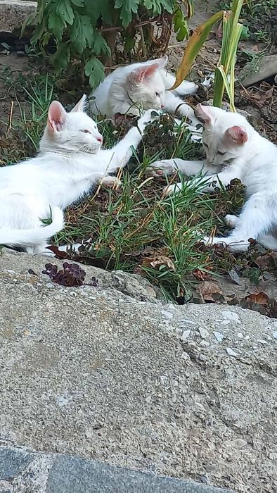 Подарявам котета