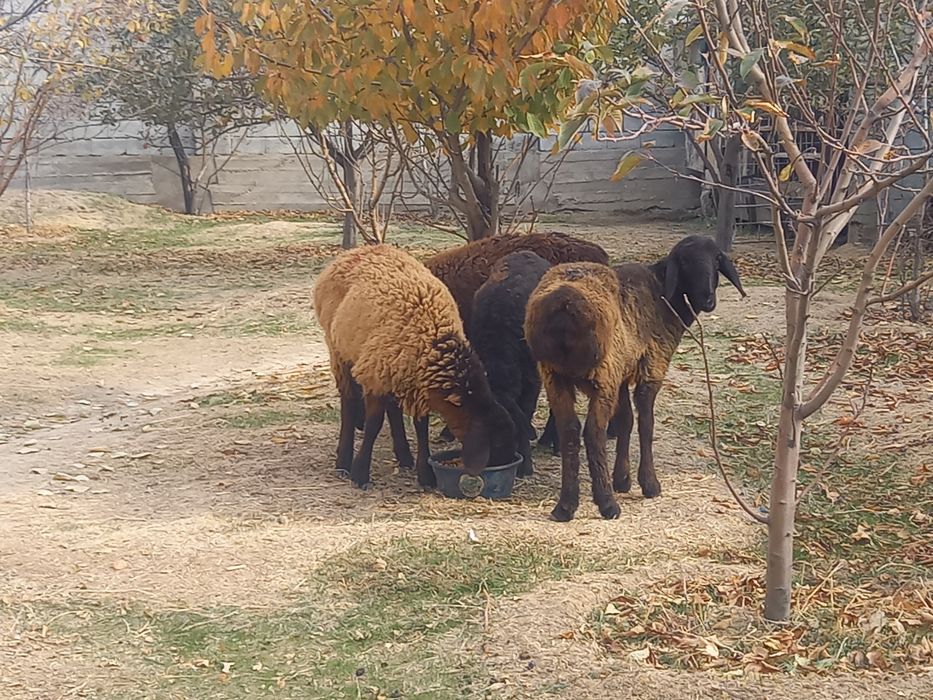 Қой, тоқтылар сатылады