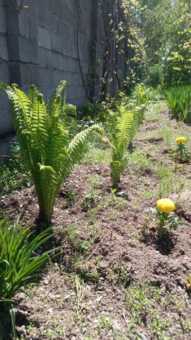 Папоротник садовый