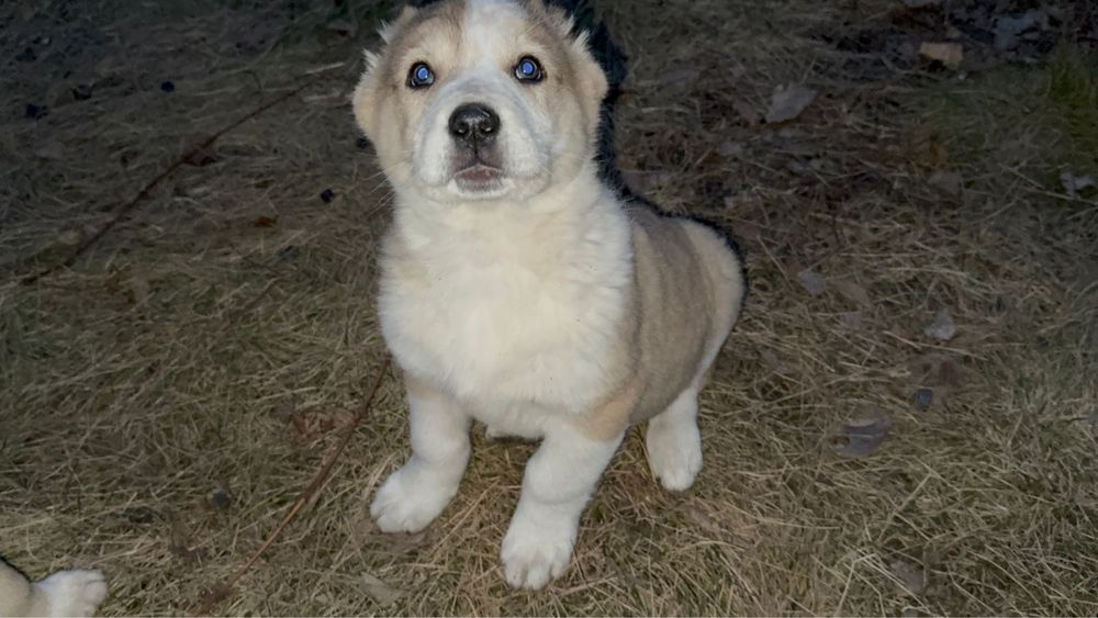 Щенки тобета тобет