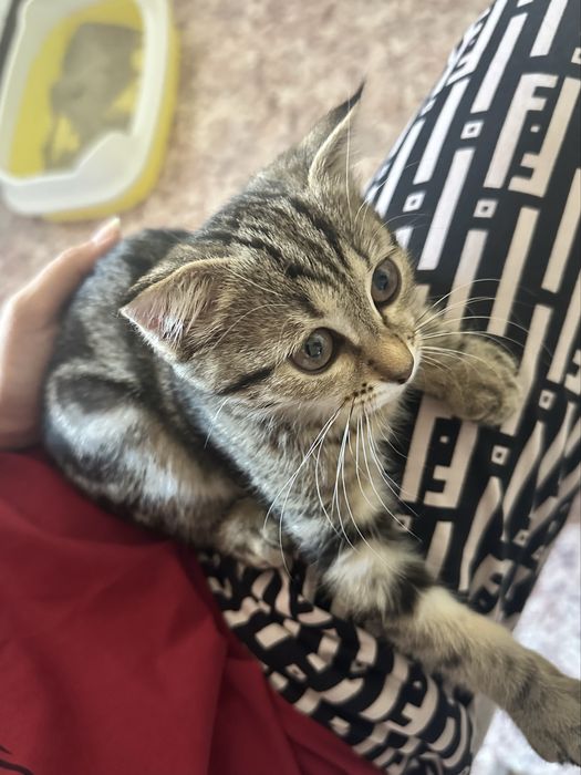 Котеночек вислоухий мальчик