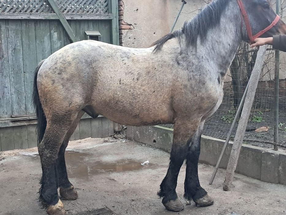 Vând mânz de 3 anii garantat de ham și foarte cuminte