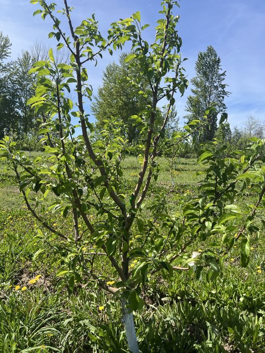 Продам яблоневый сад