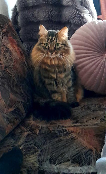 Искам да осиновя коте