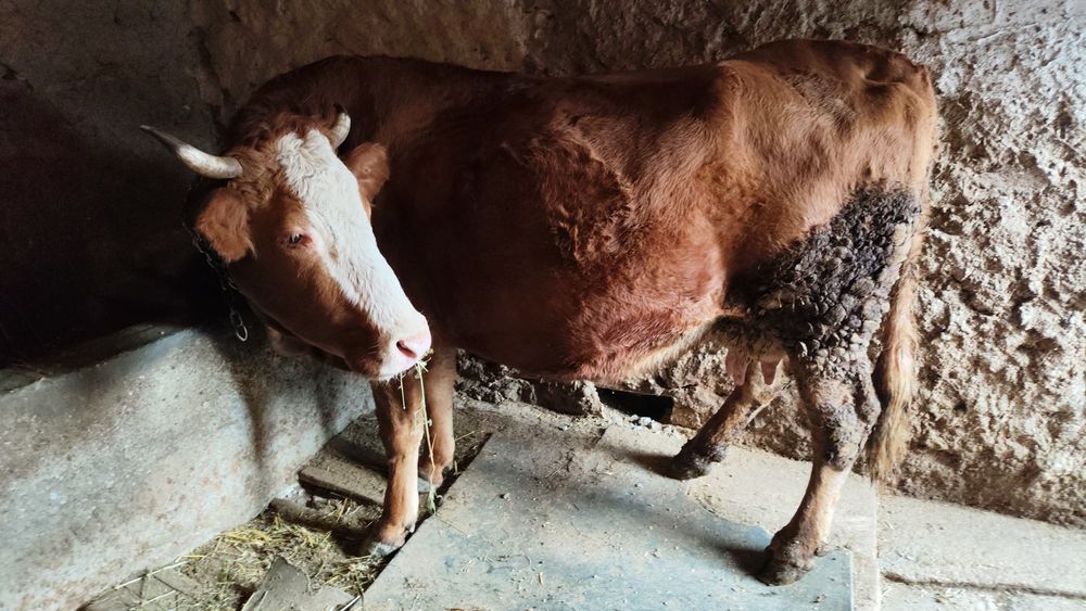 Vând vaca genstanta