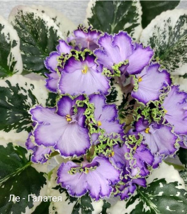 Фиалки распродажа