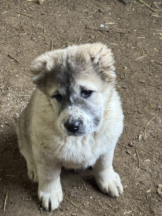 Өзбек әйелдерімен жыныстық қатынас