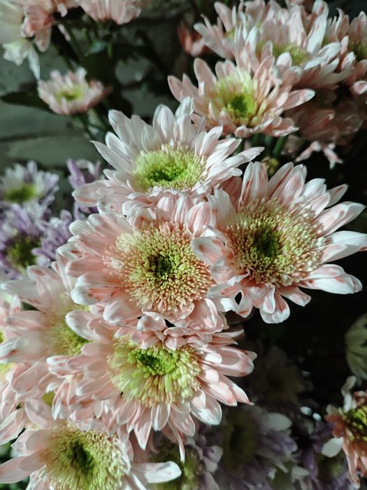 Букет хризантема цветы