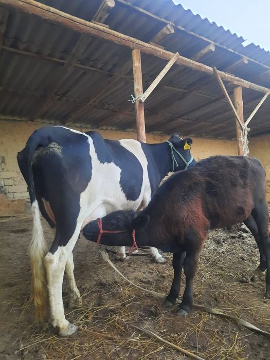 Бұзаулы сиыр сатылады