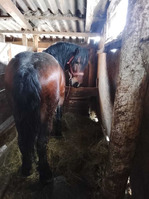 Vand sau schimb  manz de 2 ani