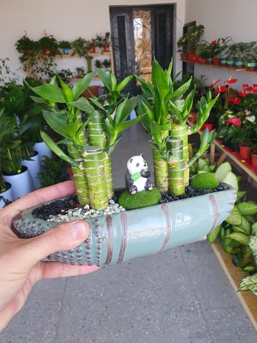 Bambuk lotka бамбук лотка