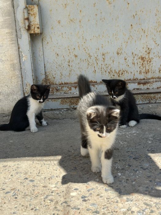 Котята отдам в хорошие руки