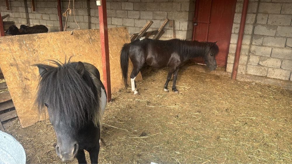 Продается Пони жеребец