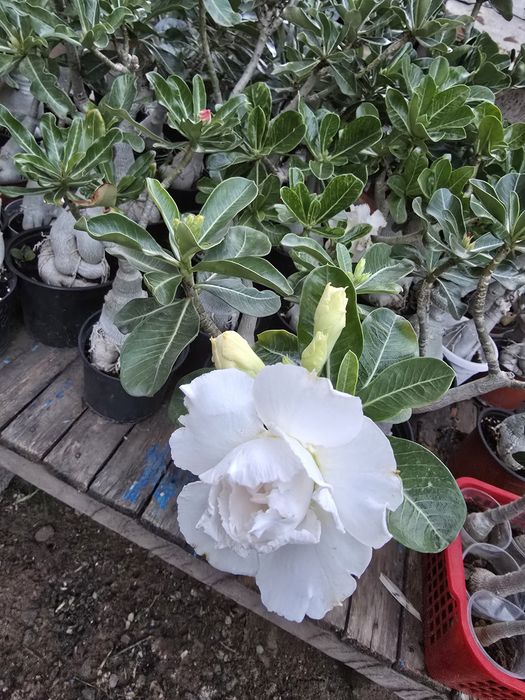 Продам махровый адениум