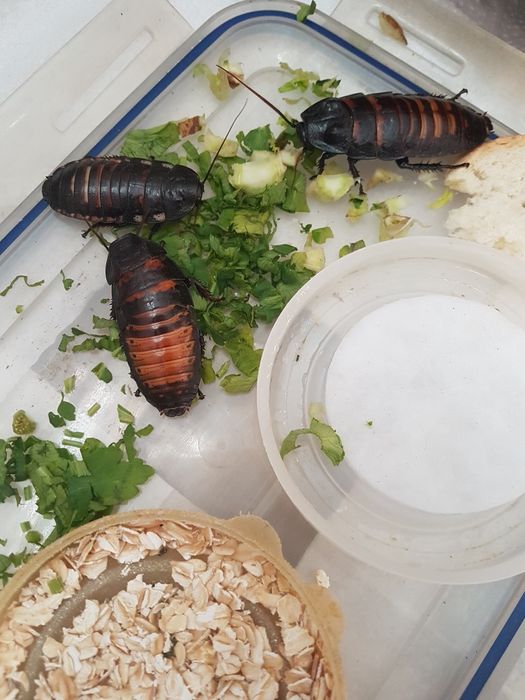 Мадагаскарские шипящие тараканы