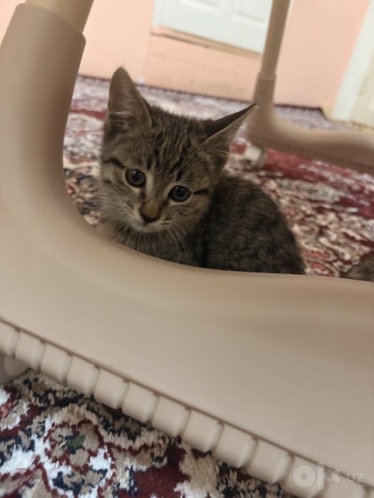 Mushuk bollari hadyaga bariladi