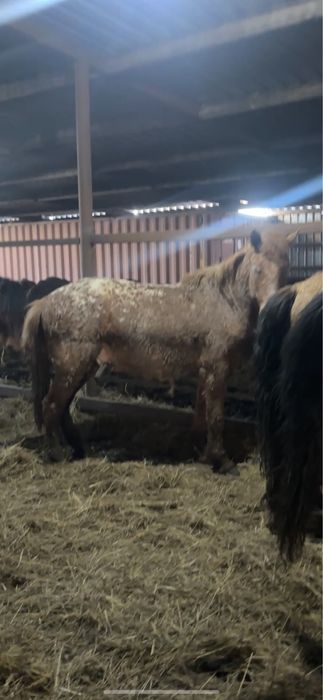 Айгыр  шубар 3 года