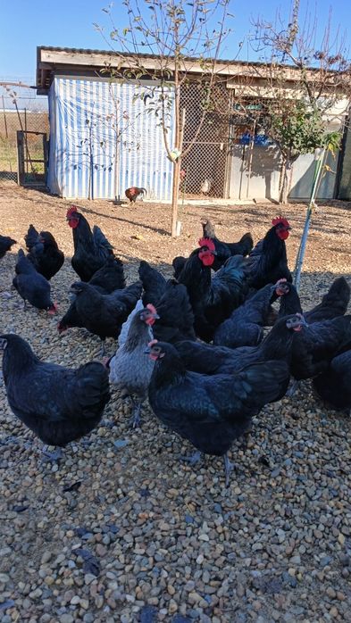 Oua pentru incubat gaini italiene, australorp si ameraucana