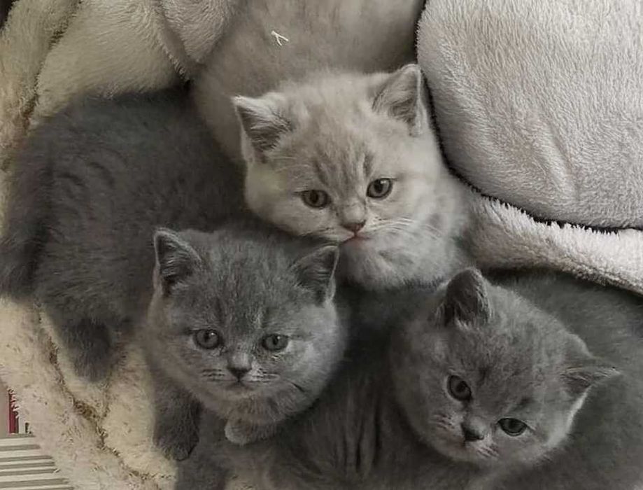 Британски късокосмести чисто бяло момиче и синьо -ОФИЦИАЛЕН РАЗВЪДНИК