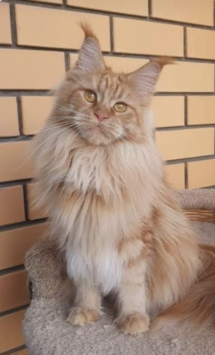 Мейн кун котята.