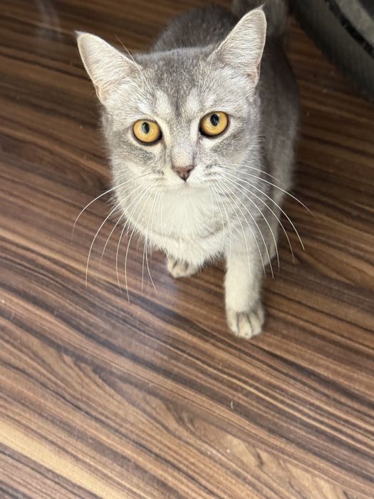 Кошка Шотладская