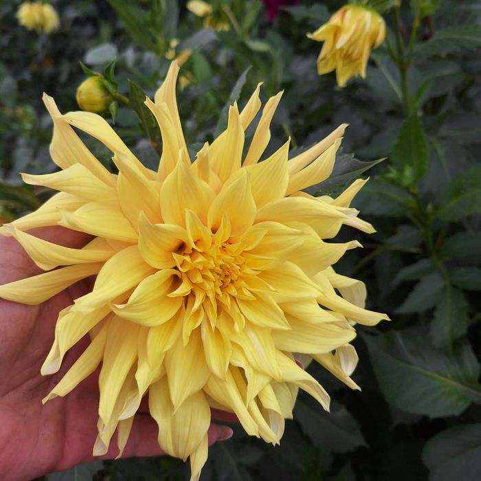 Продам семена георгин