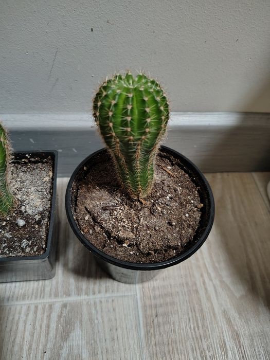 Кактус суккулент