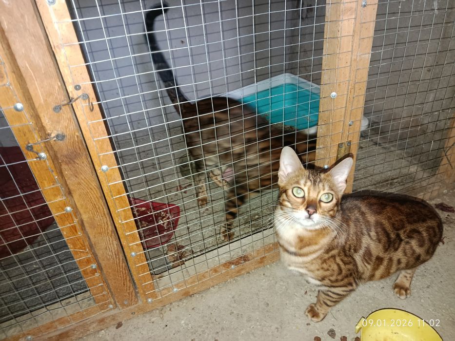 Бингали продаётся срочно