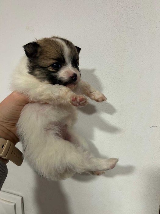 Мини шпиц Померан