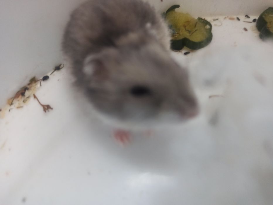 Продам хомечков*