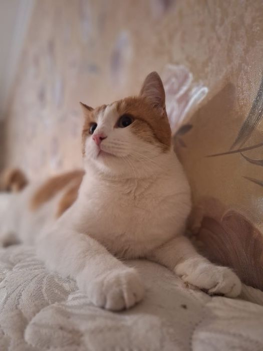 Отдам шикарного котика