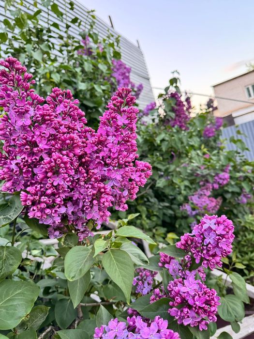 МноголетникиАстана