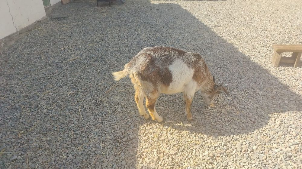 Сельхоз животное