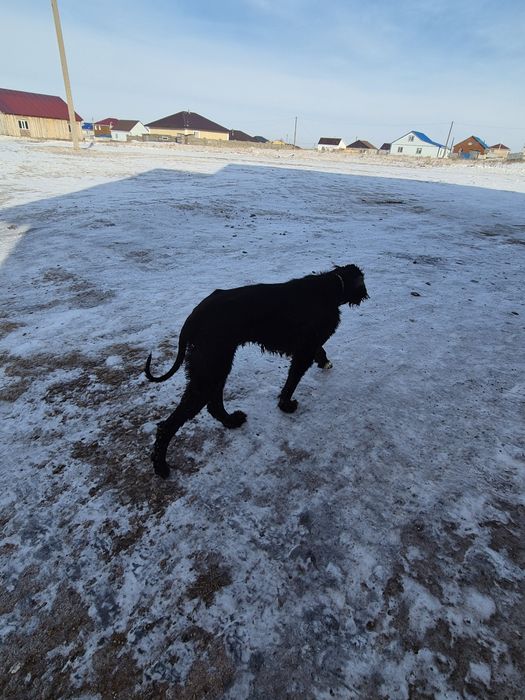 Продам тазы рабочи