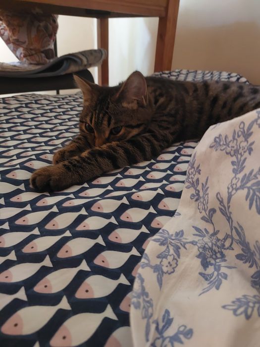 Бесплатно Котик ищет дом