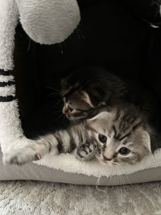 Катята породистые