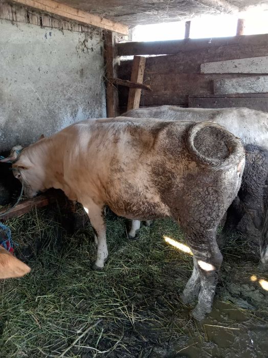 Vând doua vitele bune de ținere