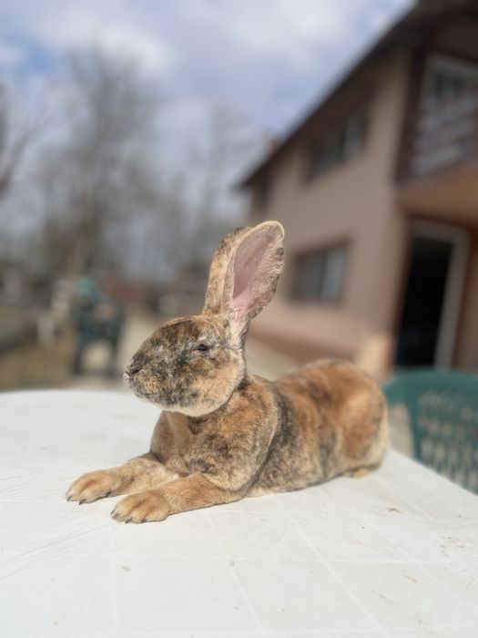 Vand sau schimb cu porumbei,iepuri sau pasari de curte