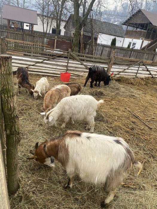 Vand 5 capre si 1 țap