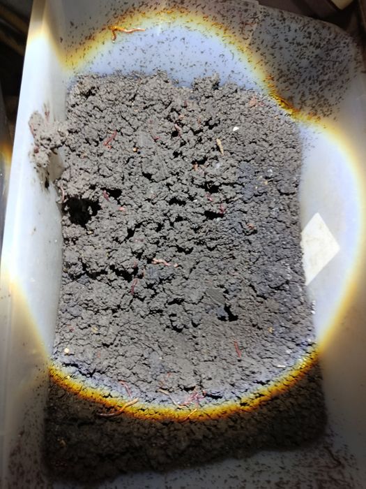 Продам вермиферма (червей)