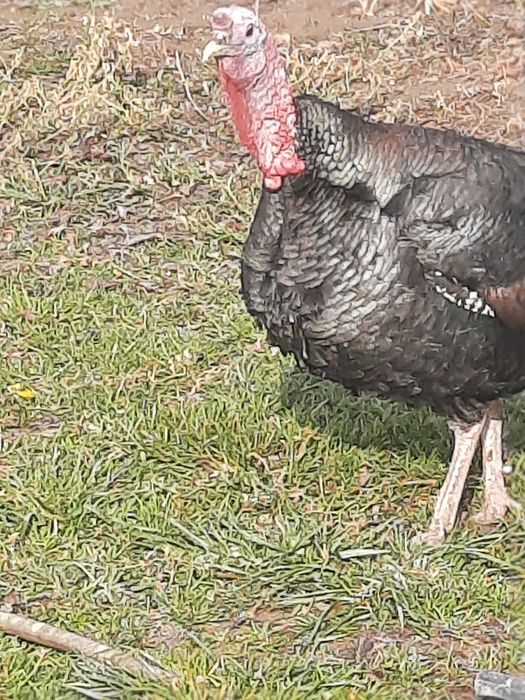 Эркак курка сотилади