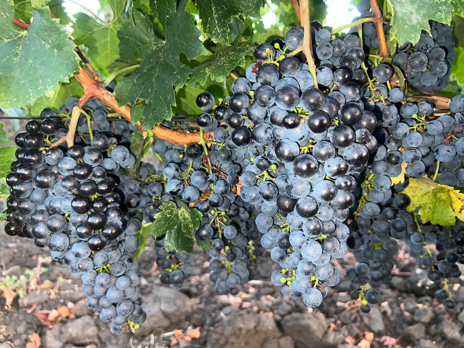 Struguri de vin